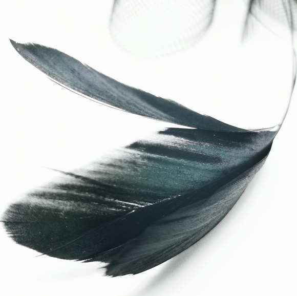 Fascinator Bird of Paradise Black Plume iridescent - Picture 10 of 10